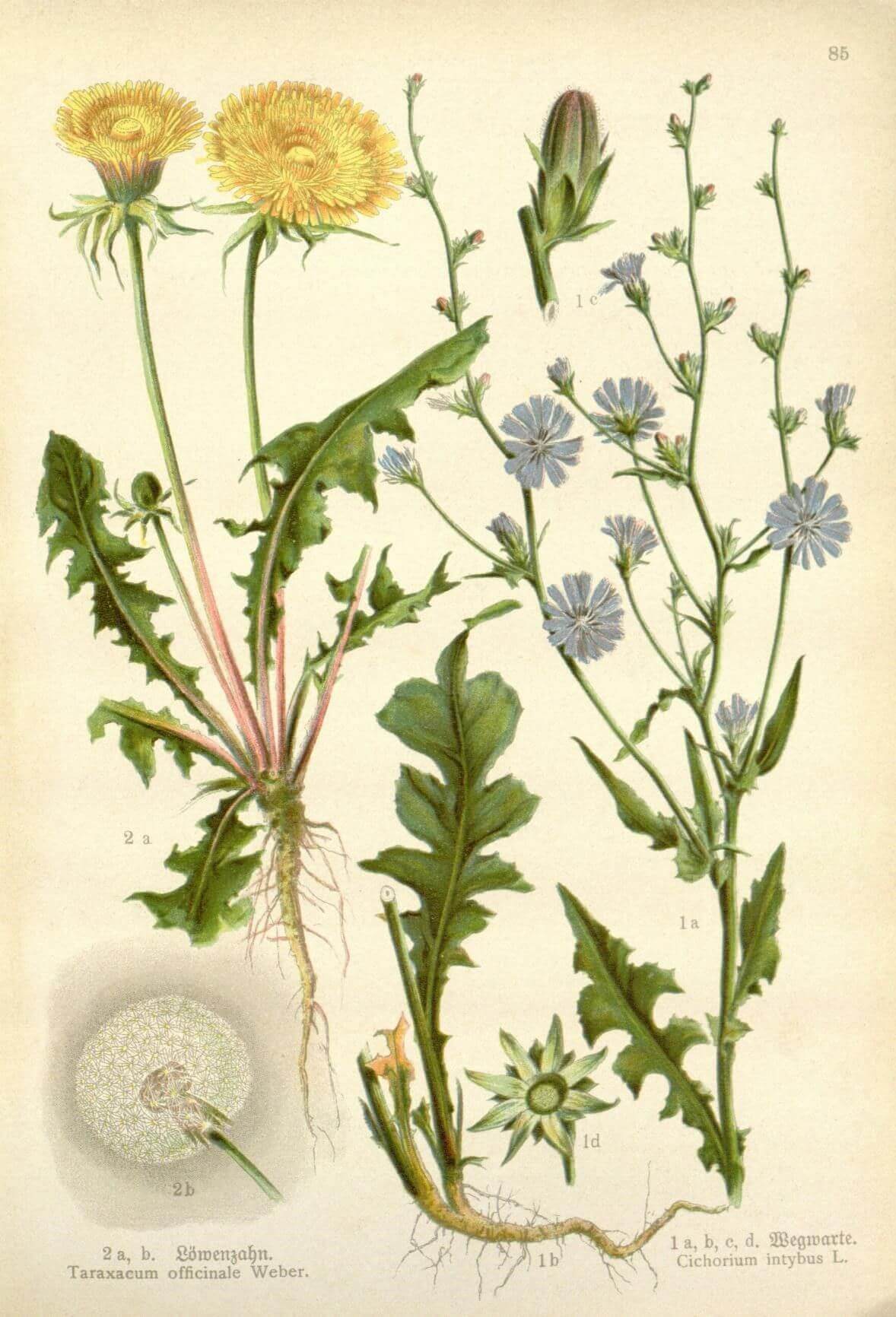 Botanical illustration of a dandelion